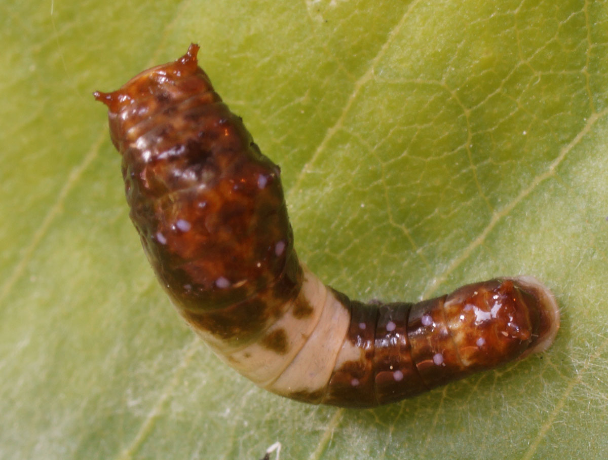 tiger-larva-2nd-instar