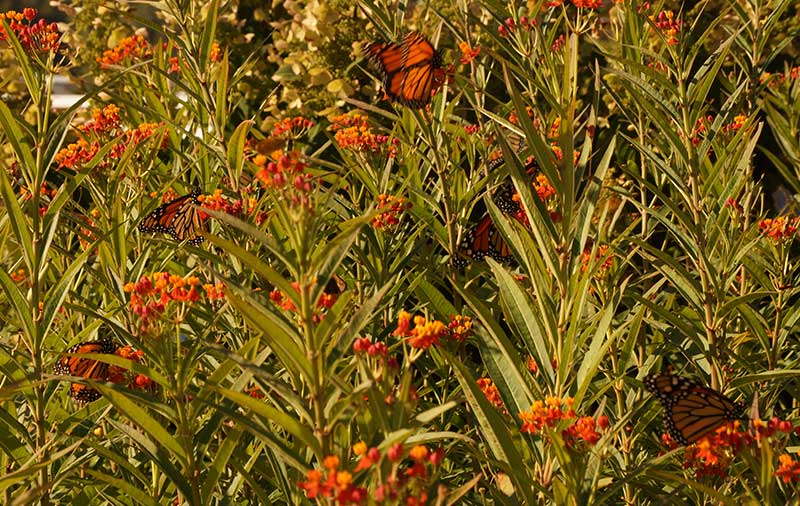 monarchs-milkweed